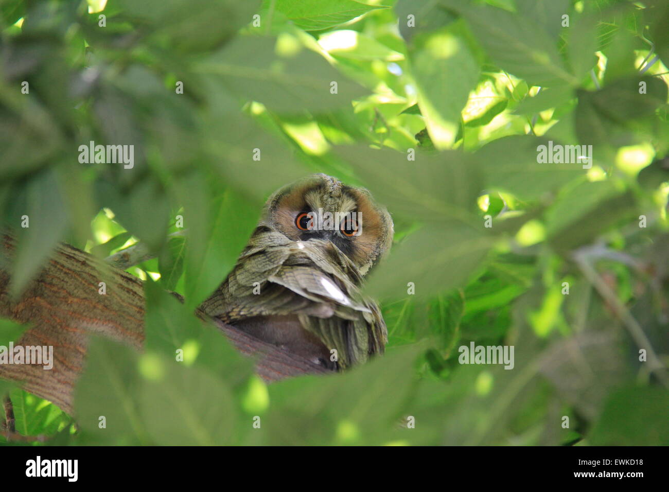 Disorientati owl cercando su albero Foto Stock