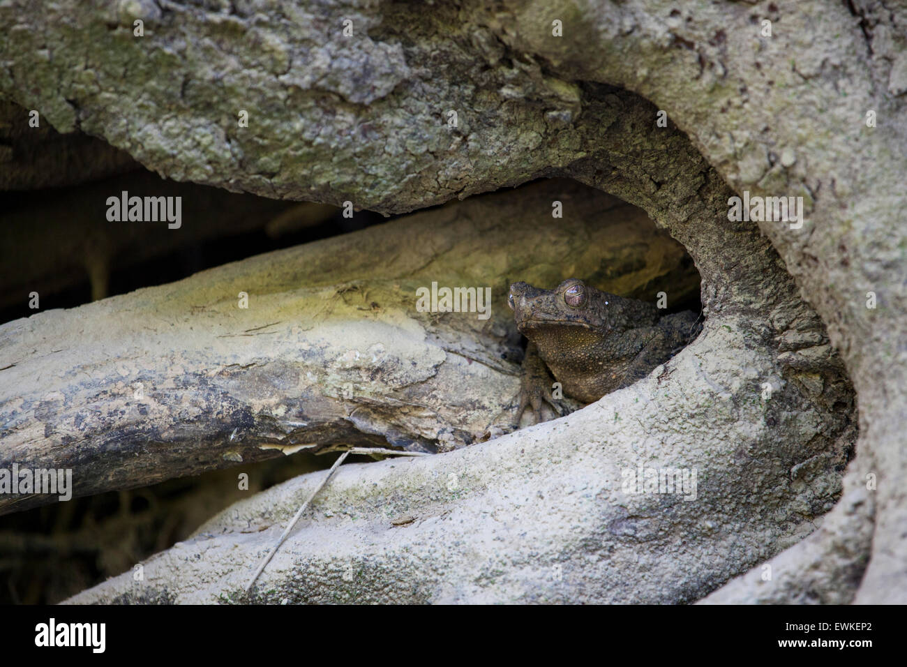 Bufo asper, gigante asiatico Toad, Fiume Toad, nascosto in un registro presso la banca di fiume. Della Thailandia Foto Stock