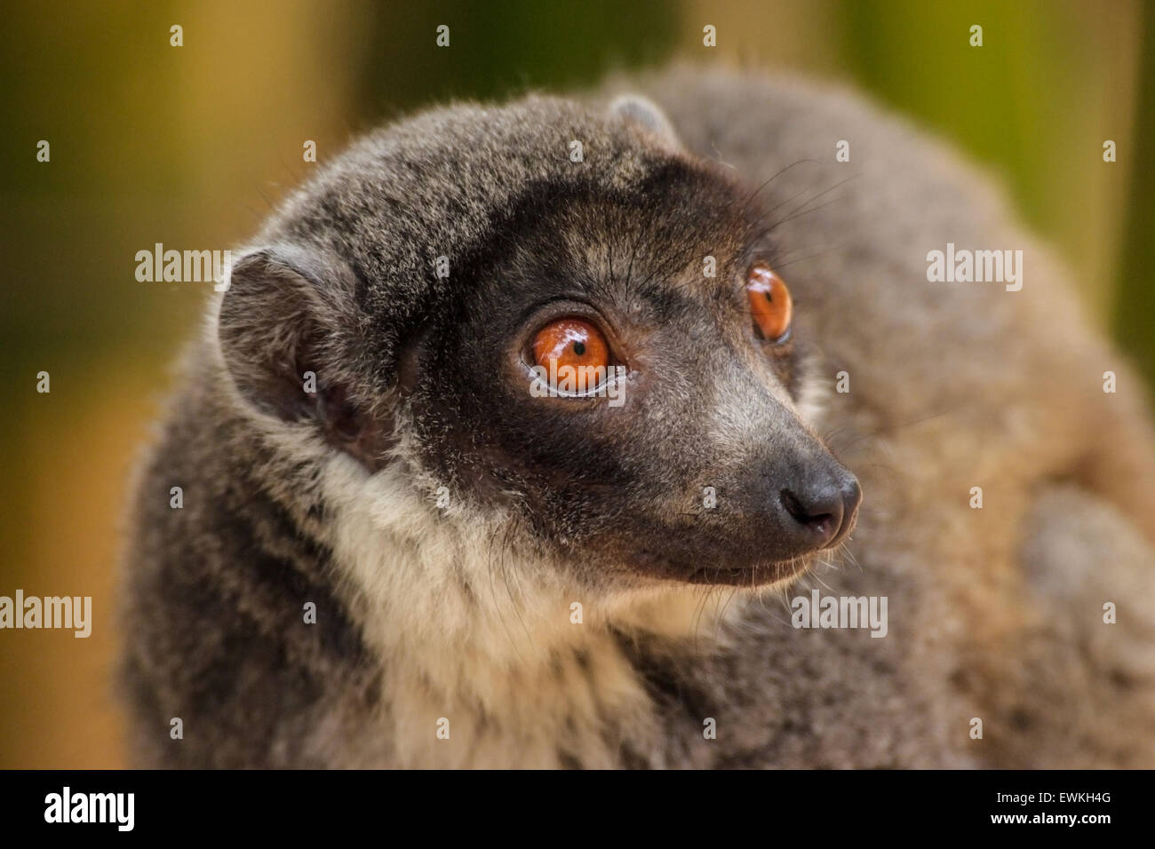 Lemure marrone (il Eulemur fulvus) in Madagascar Foto Stock