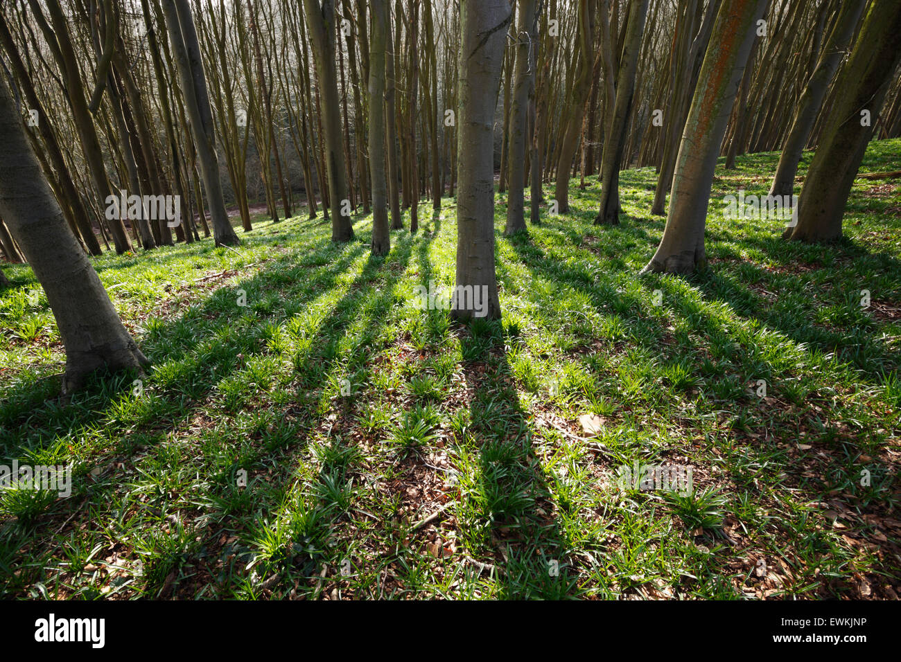 Bosco di Faggio con bluebell fogliame in primavera. Prima il legno. Somerset. In Inghilterra. Regno Unito. Hyacinthoides non scripta Foto Stock
