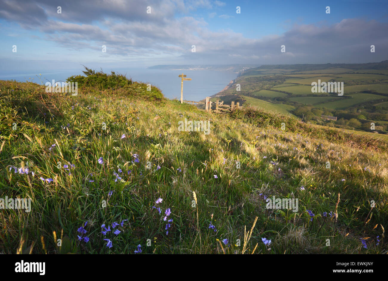 Bluebells sulle pendici del Golden Cap. Jurassic Coast Sito Patrimonio Mondiale. Il Dorset. Regno Unito. Foto Stock