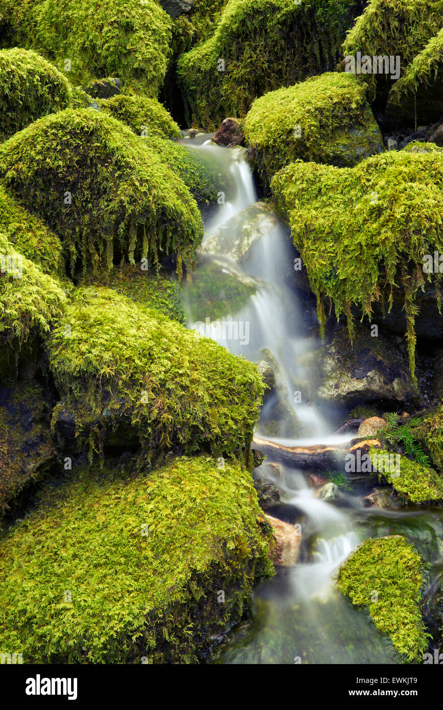 Moss ricoperta di rocce e flusso. Opal Creek Wilderness, Oregon Foto Stock