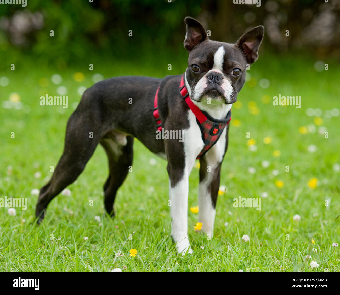 Boston terrier Foto Stock