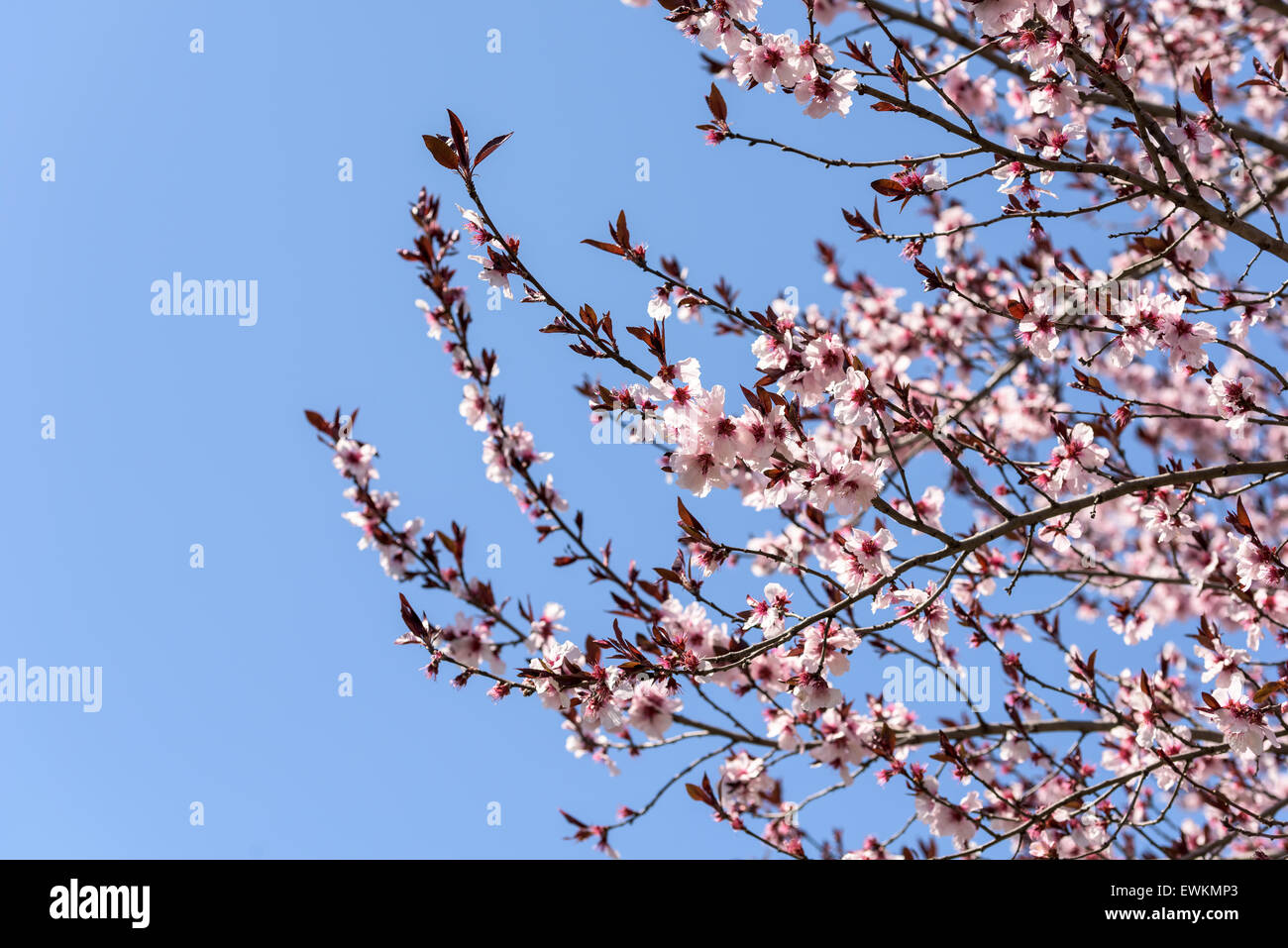 Rosa Sakura Ciliegio fiori in primavera Foto Stock