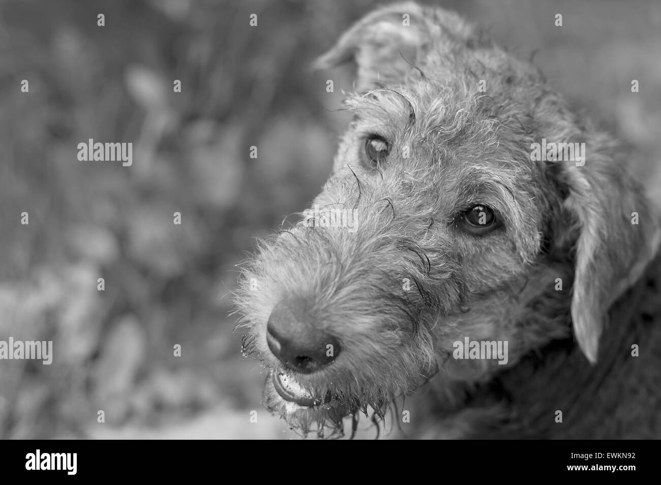 Esausto cucciolo Foto Stock