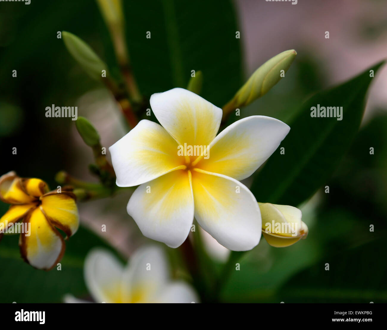 Plumeria comunemente noto come Frangipani è una pianta flowering in famiglia dogbane. Esso è fragrante di notte . Essa non ha il nettare. Foto Stock