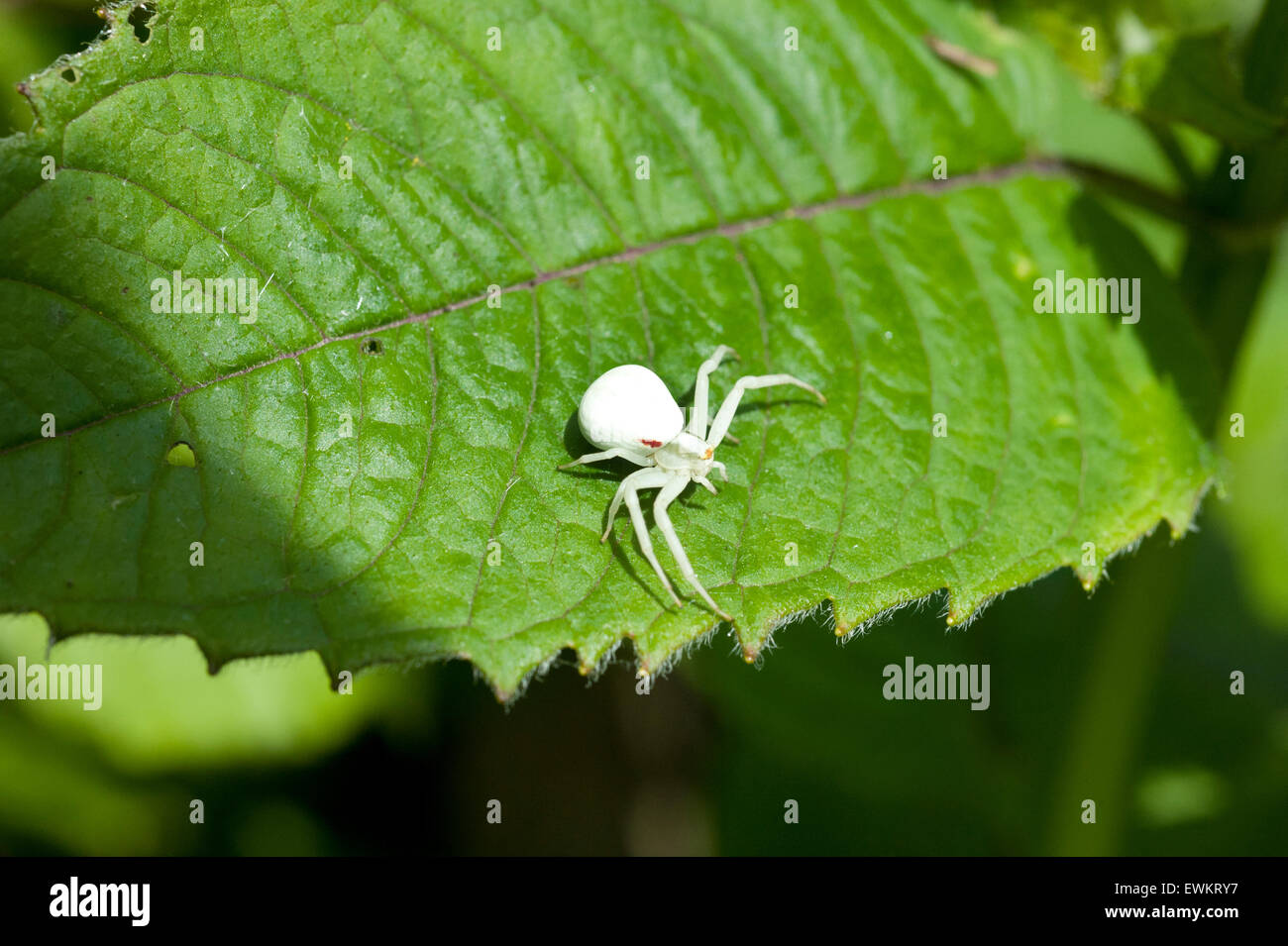 Un albino oro ragno granchio, Misumena Vatia Thomisidae, in piedi su un balsamo Monarda pianta aromatica leaf Foto Stock