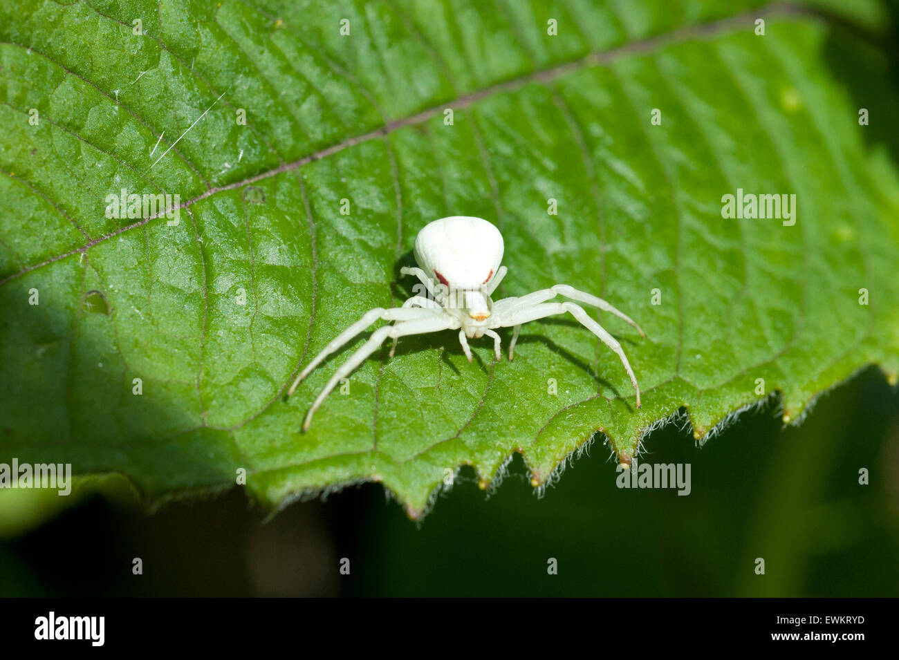 Un albino oro ragno granchio, Misumena Vatia Thomisidae, in piedi su un balsamo Monarda foglie aromatiche Foto Stock