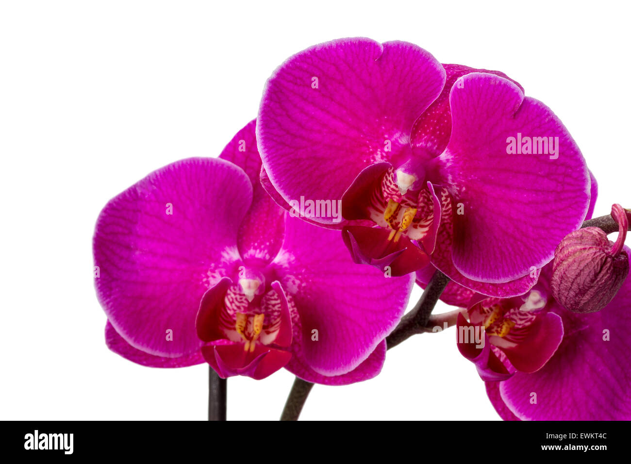 Pink orchid isolato su uno sfondo bianco. Foto Stock