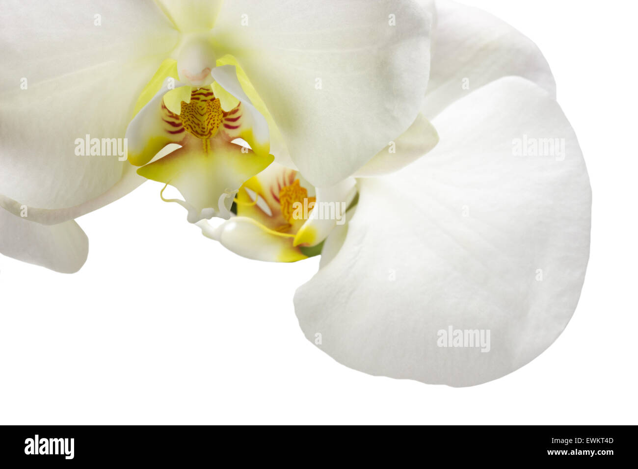 White Orchid isolato su uno sfondo bianco. Foto Stock