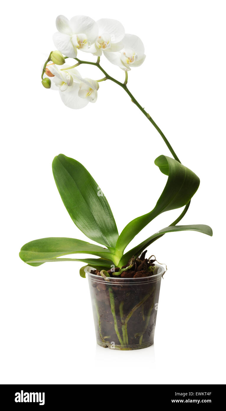 White Orchid nel recipiente isolato su uno sfondo bianco. Foto Stock