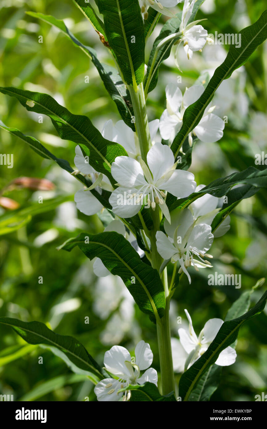 Fiori del modulo bianco di rosebay willow herb, Chamaenerion angustifolium 'Album' Foto Stock