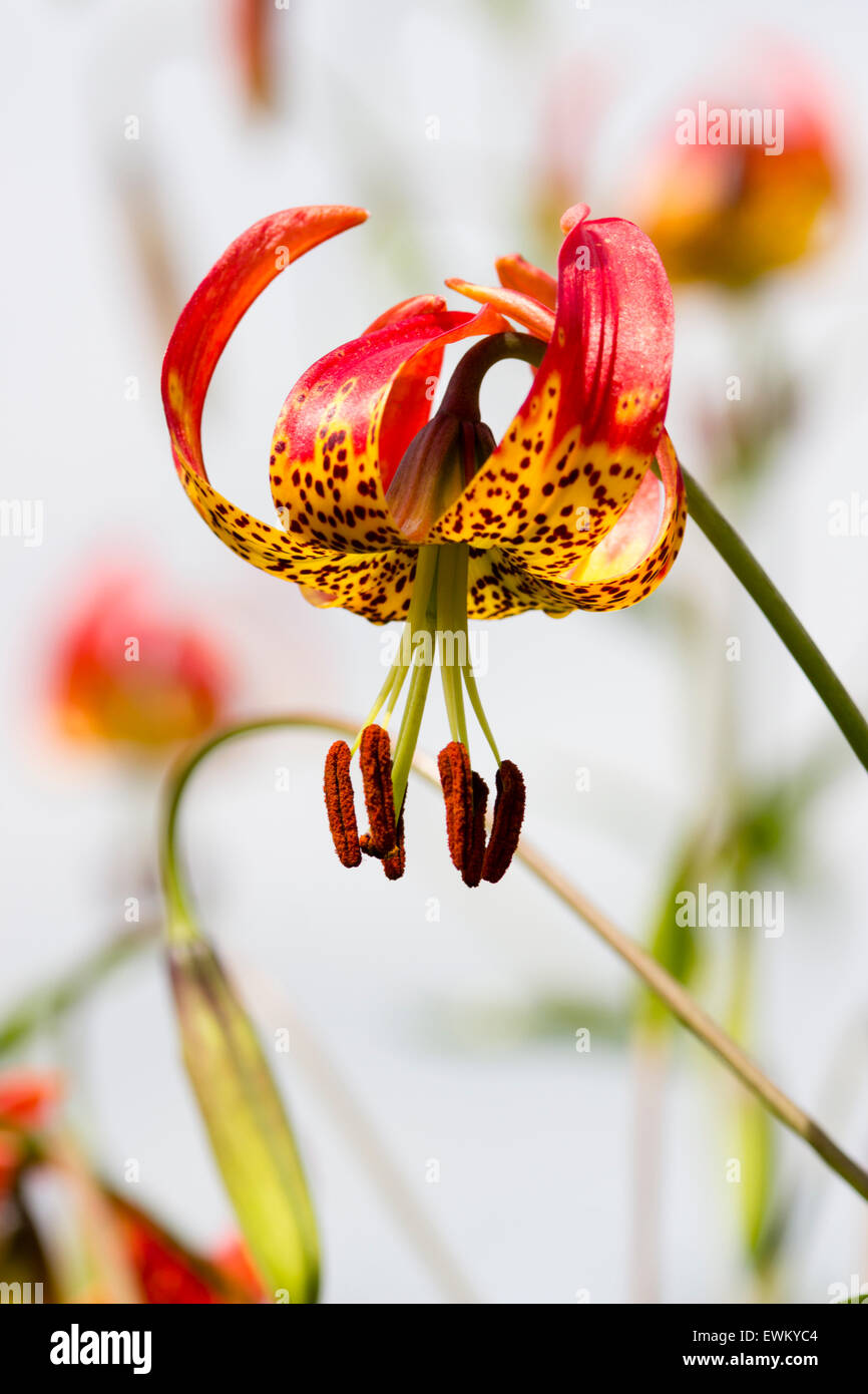 Unico turk cappuccio del fiore del Western lily, Lilium occidentale Foto Stock