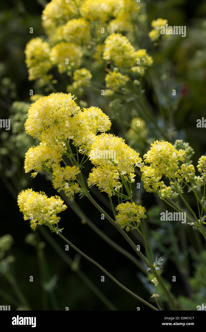 Feathery fiori gialli del prato rue, Thalictrum flavum ssp. glaucum Foto Stock