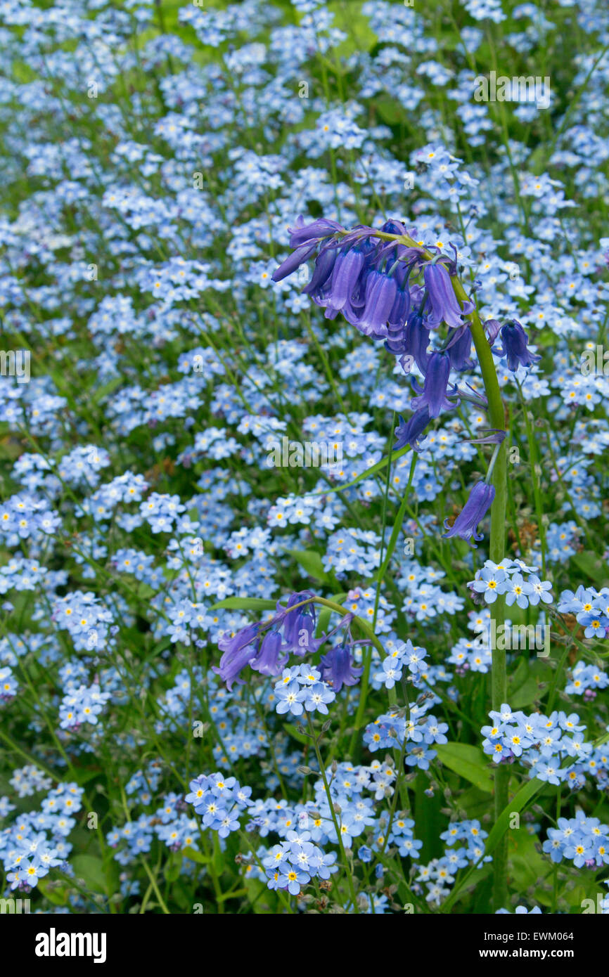 Dimenticare-me-non Myosotis arvense massa di piante di bosco di copertura pavimento con Bluebells Foto Stock