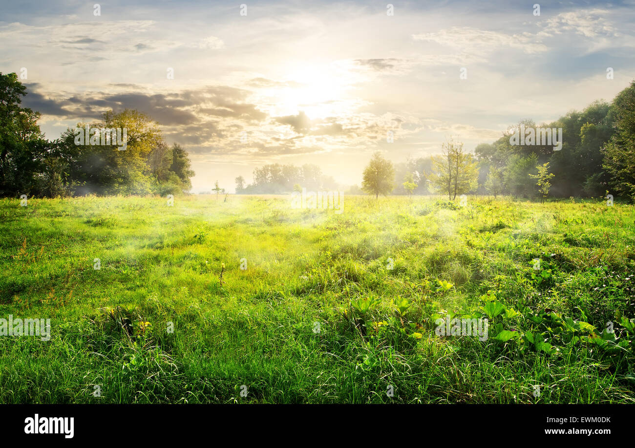 Prato di erba verde e alberi di sunrise Foto Stock