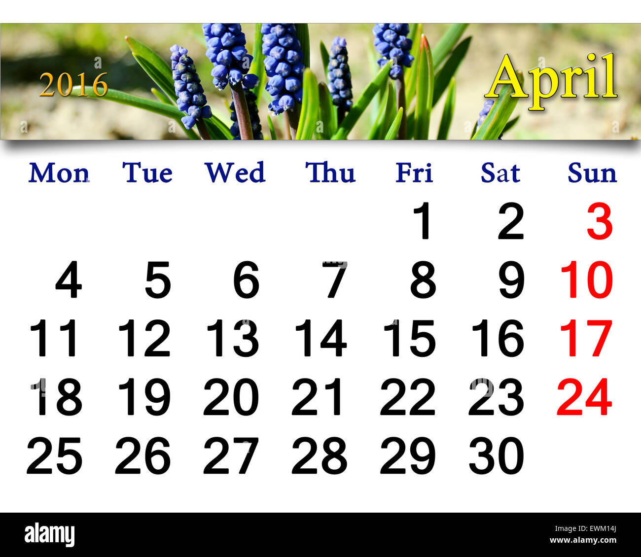 Calendario per il mese di aprile 2016 con nastro di fioritura muscari Foto Stock