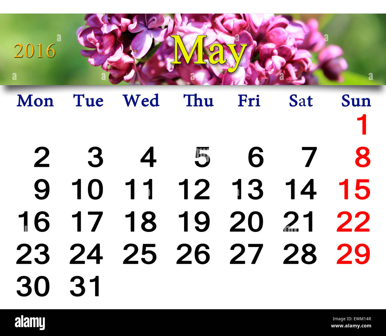 Calendario per il mese di maggio del 2016 con fiori di lilla. Il calendario per la stampa e utilizzo nella vita in ufficio. Foto Stock