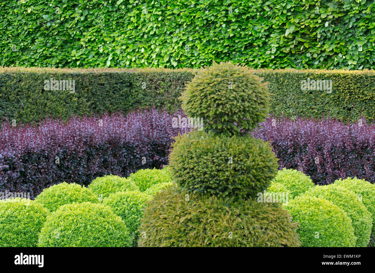 Globi casella;yew;carpino bianco e viola Berberis hedging Foto Stock