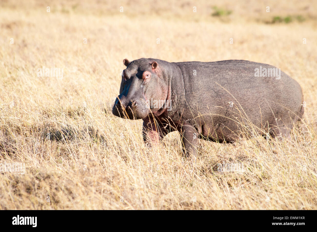 Adulto ippopotamo, Hippopotamus amphibius, a terra, in piedi in erba secca, il Masai Mara riserva nazionale, Kenya, Africa orientale Foto Stock