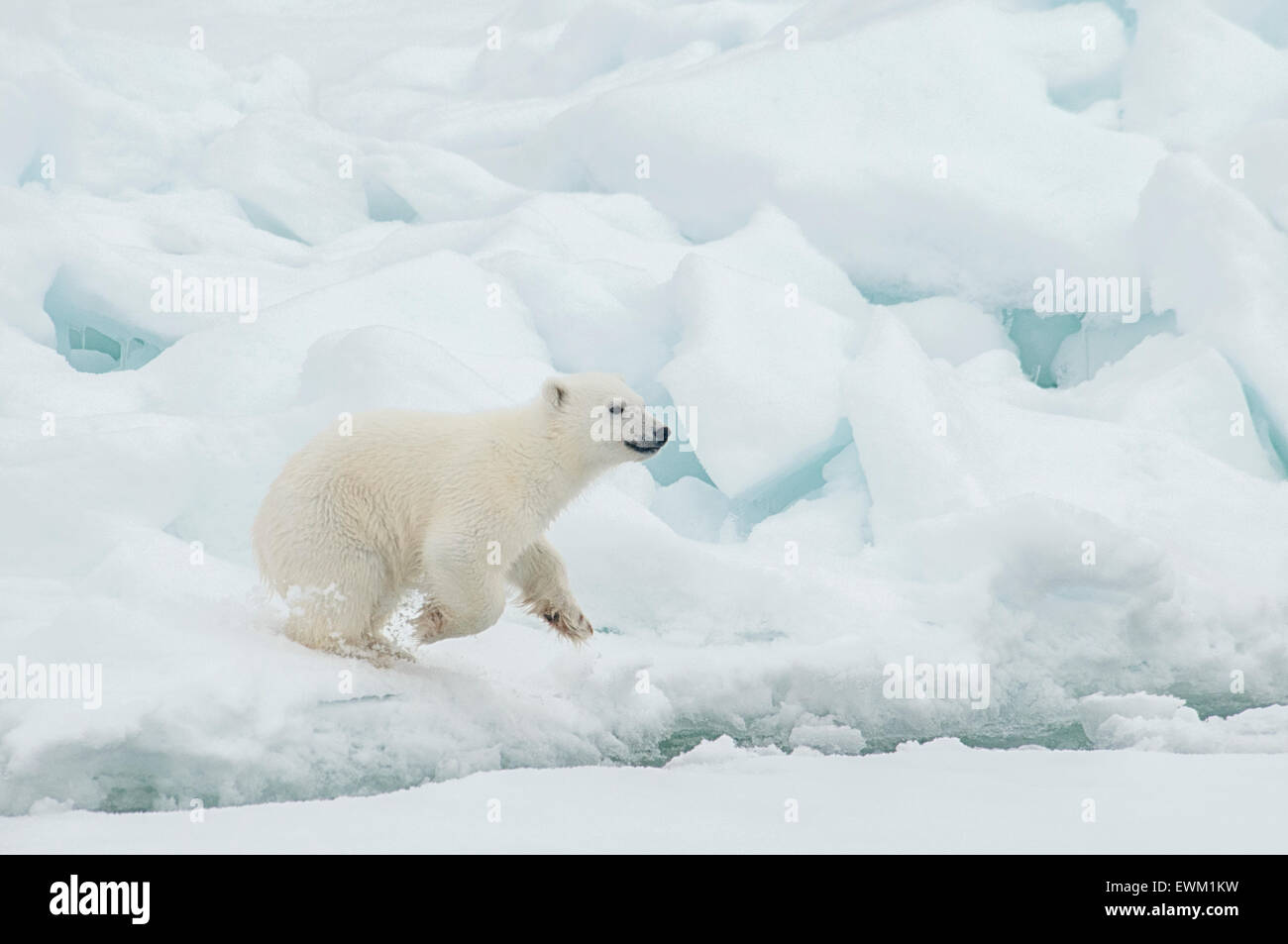 Carino Polar Bear Cub, Ursus maritimus, in esecuzione sul Olgastretet Pack ghiaccio, arcipelago delle Svalbard, Norvegia Foto Stock