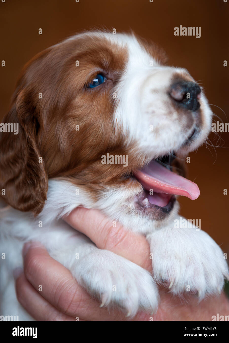 A 4 settimane di età Welsh Springer Spaniel cucciolo sbadigli. Foto Stock