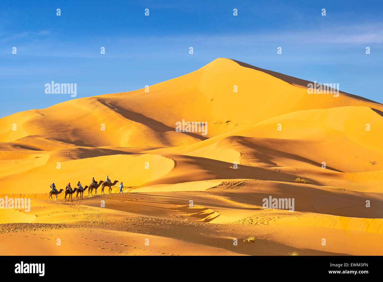 I turisti di marcia sui cammelli, Erg Chebbi deserto vicino a Merzouga, Sahara, Marocco Foto Stock