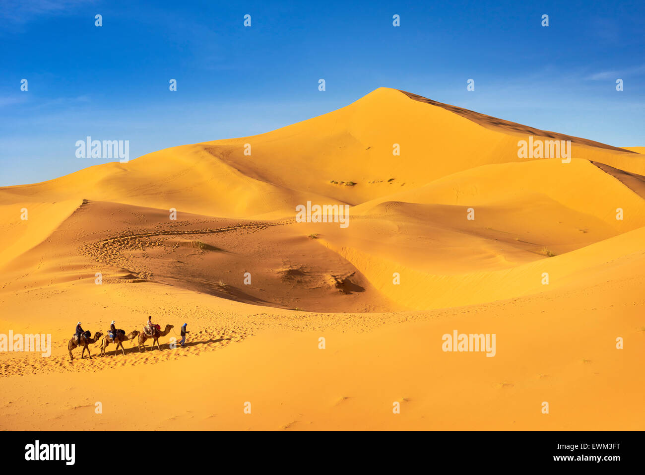 Camel caravan, Erg Chebbi deserto vicino a Merzouga, Sahara, Marocco Foto Stock