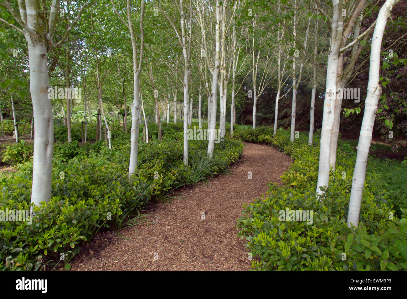 Himalayan Birches Betula utilis var jacquemontii Foto Stock