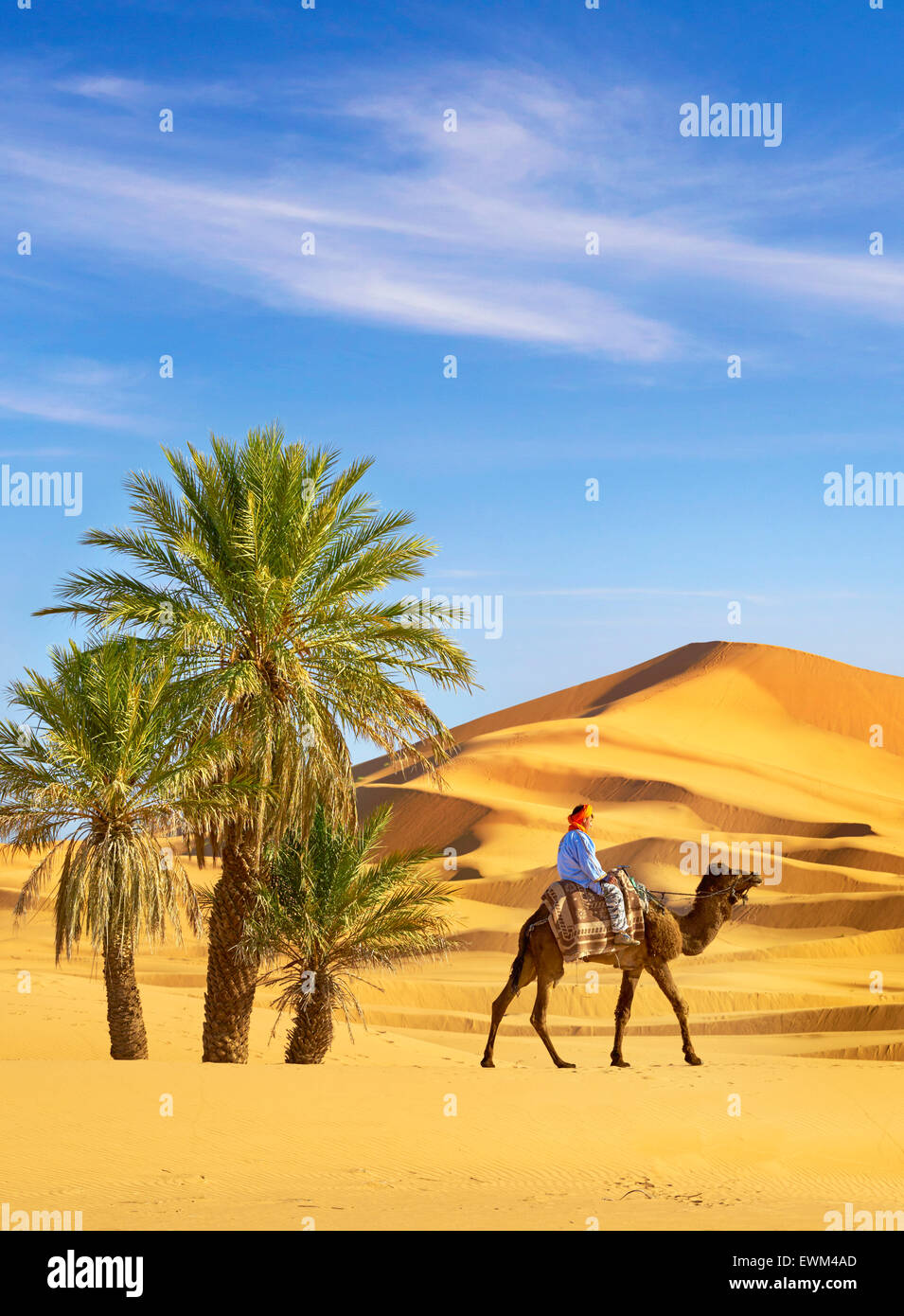 Berber uomo giro sul cammello, Erg Chebbi deserto vicino a Merzouga, Sahara, Marocco Foto Stock