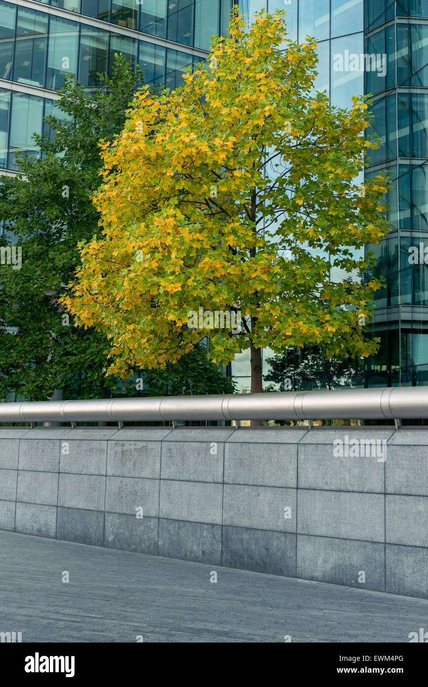 Solitario albero di acero circondato da edifici di uffici in vetro e recinzione in cemento come giustapposizione urbana vicino a più Londra e il Municipio a Londra, Regno Unito Foto Stock