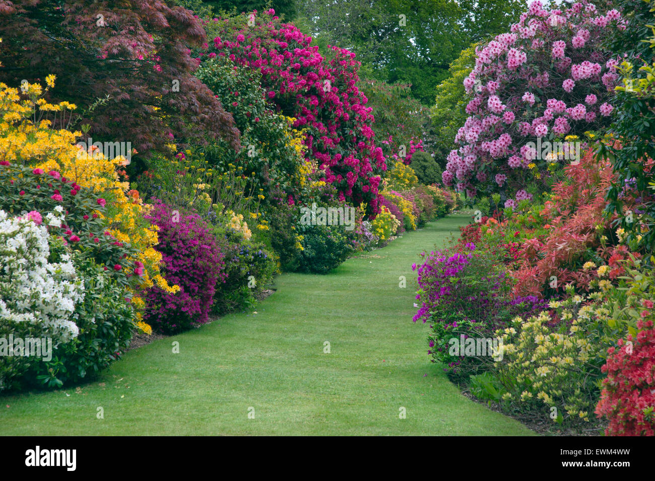 Azalee e rododendri in woodland garden Stody Lodge Norfolk Foto Stock