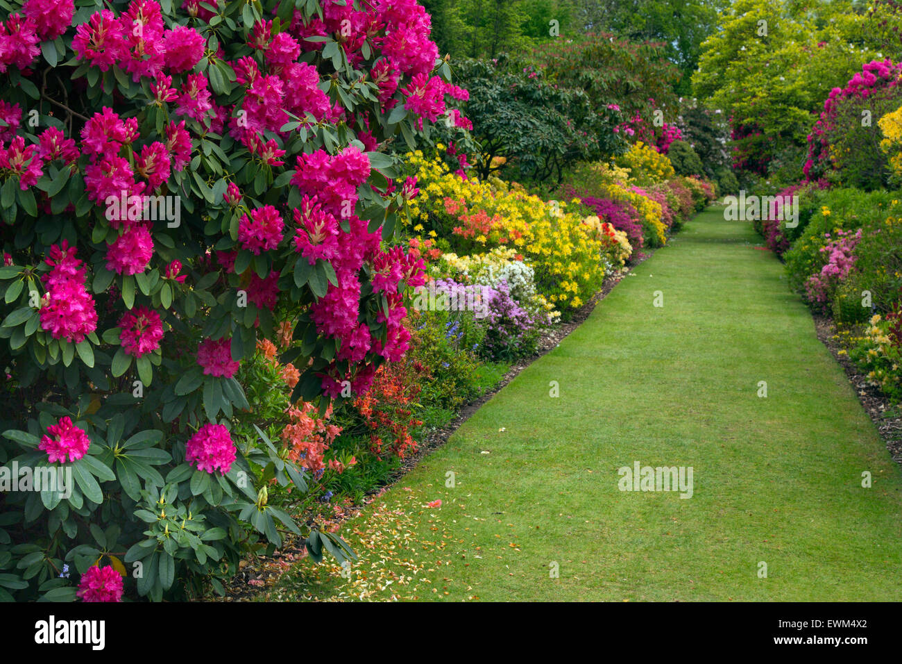 Azalee e rododendri in woodland garden Stody Lodge Norfolk Foto Stock