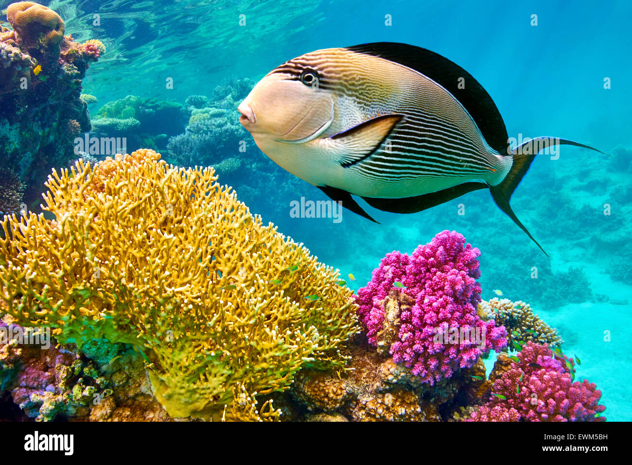 Mar Rosso - vista subacquea a pesci e barriera corallina, Marsa Alam, Egitto Foto Stock