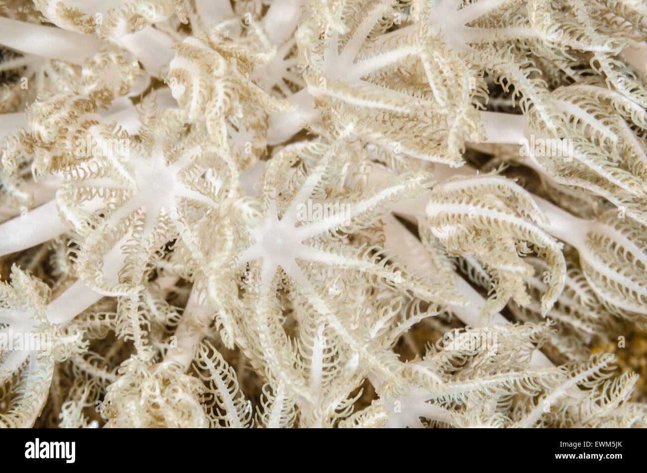 La pulsazione soft coral polipi, Xenia sp., Anilao, Batangas, Filippine, Pacific Foto Stock