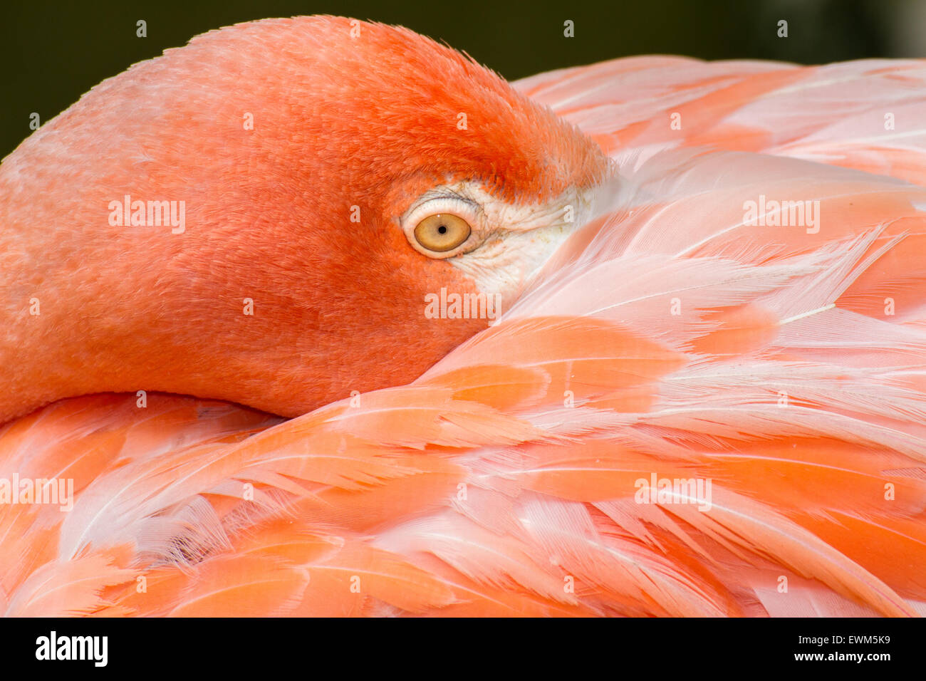 Un Americano Flamingo in appoggio Foto Stock