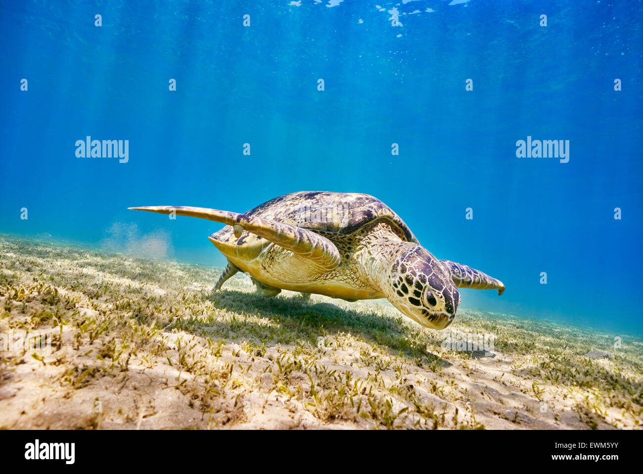 Pascolo di tartaruga di mare, Marsa Alam, Mar Rosso, Egitto Foto Stock