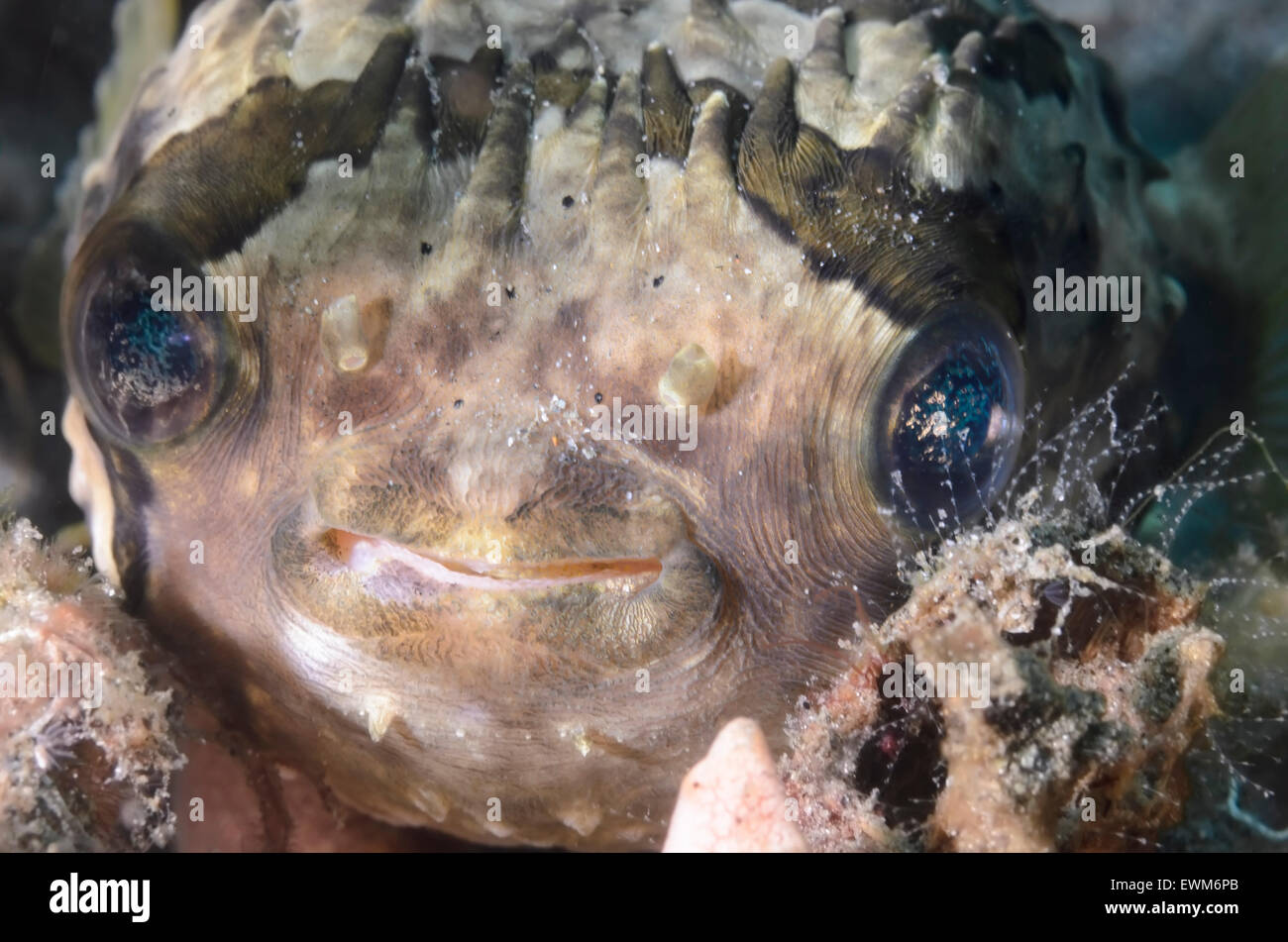 Pesce di palloncino, Diodon holocanthus, Anilao, Batangas, Filippine, Pacific Foto Stock