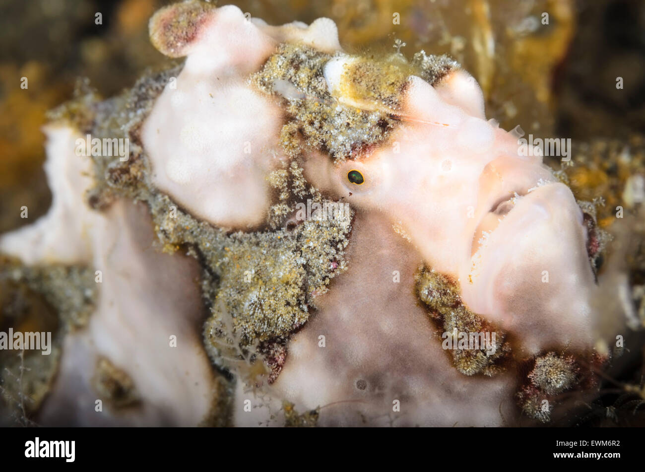 Rana pescatrice presenta verrucosa, Antennarius maculatus, Anilao, Batangas, Filippine, Pacific Foto Stock