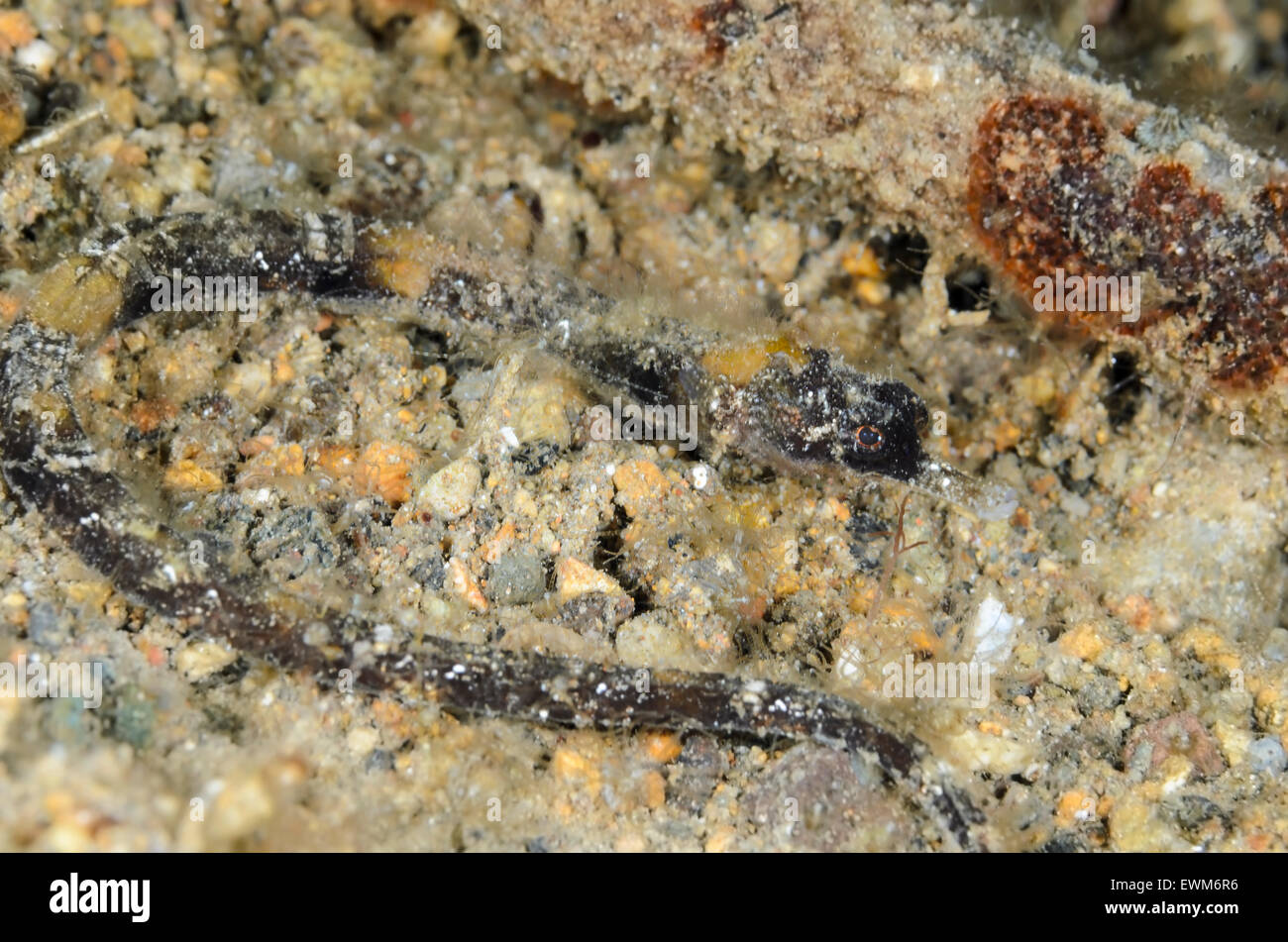 Pigmei, pipefish Micrognathus pygmaeus, Anilao, Batangas, Filippine, Pacific Foto Stock