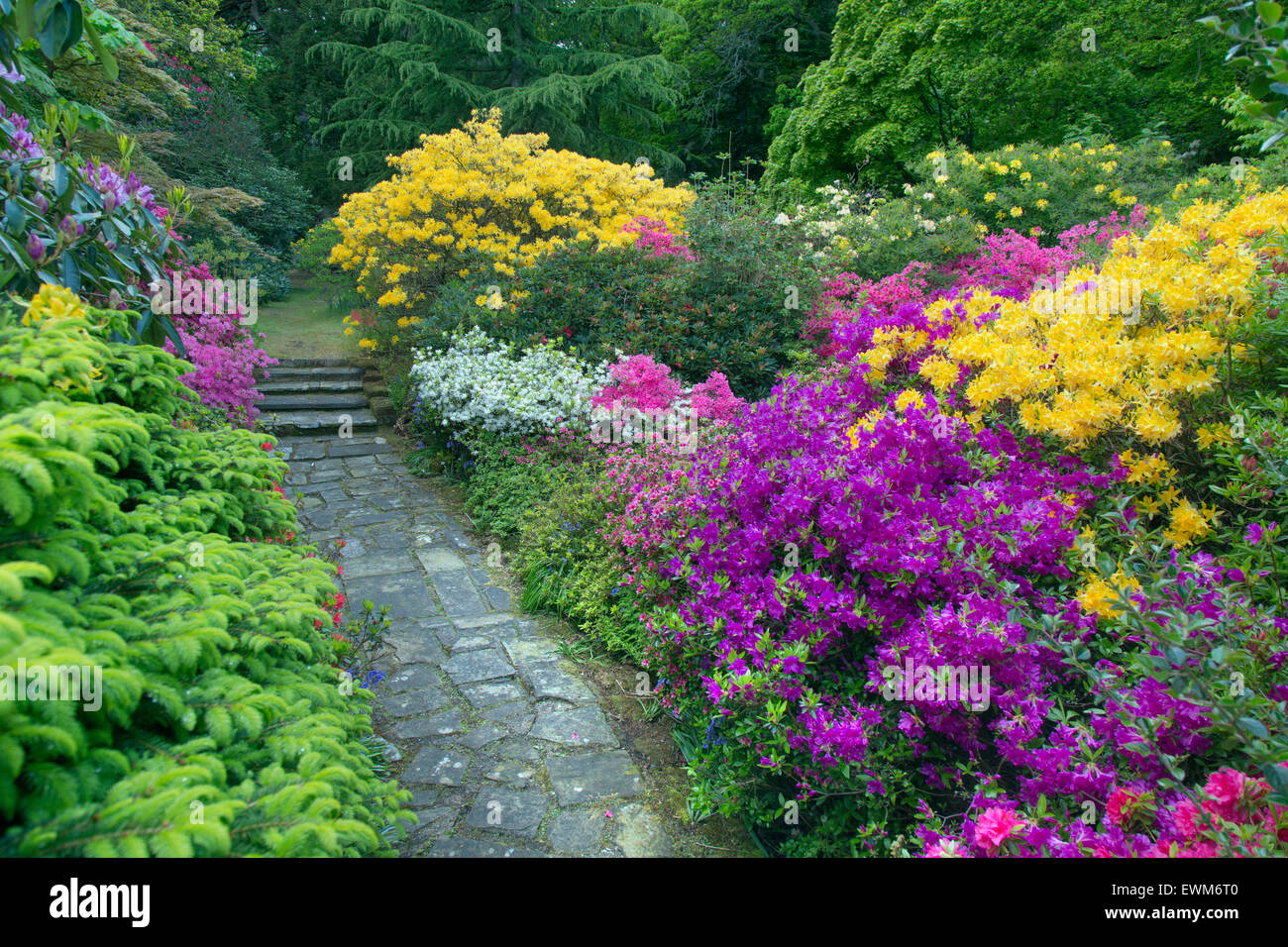Azalee e rododendri in woodland garden Stody Lodge Norfolk Foto Stock