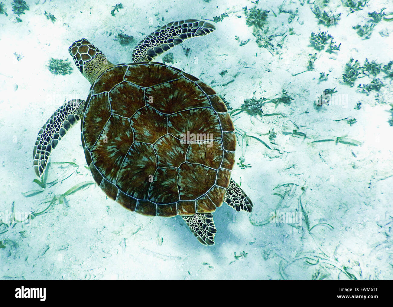 Una tartaruga di mare nuotare nelle acque del Belize. Foto Stock