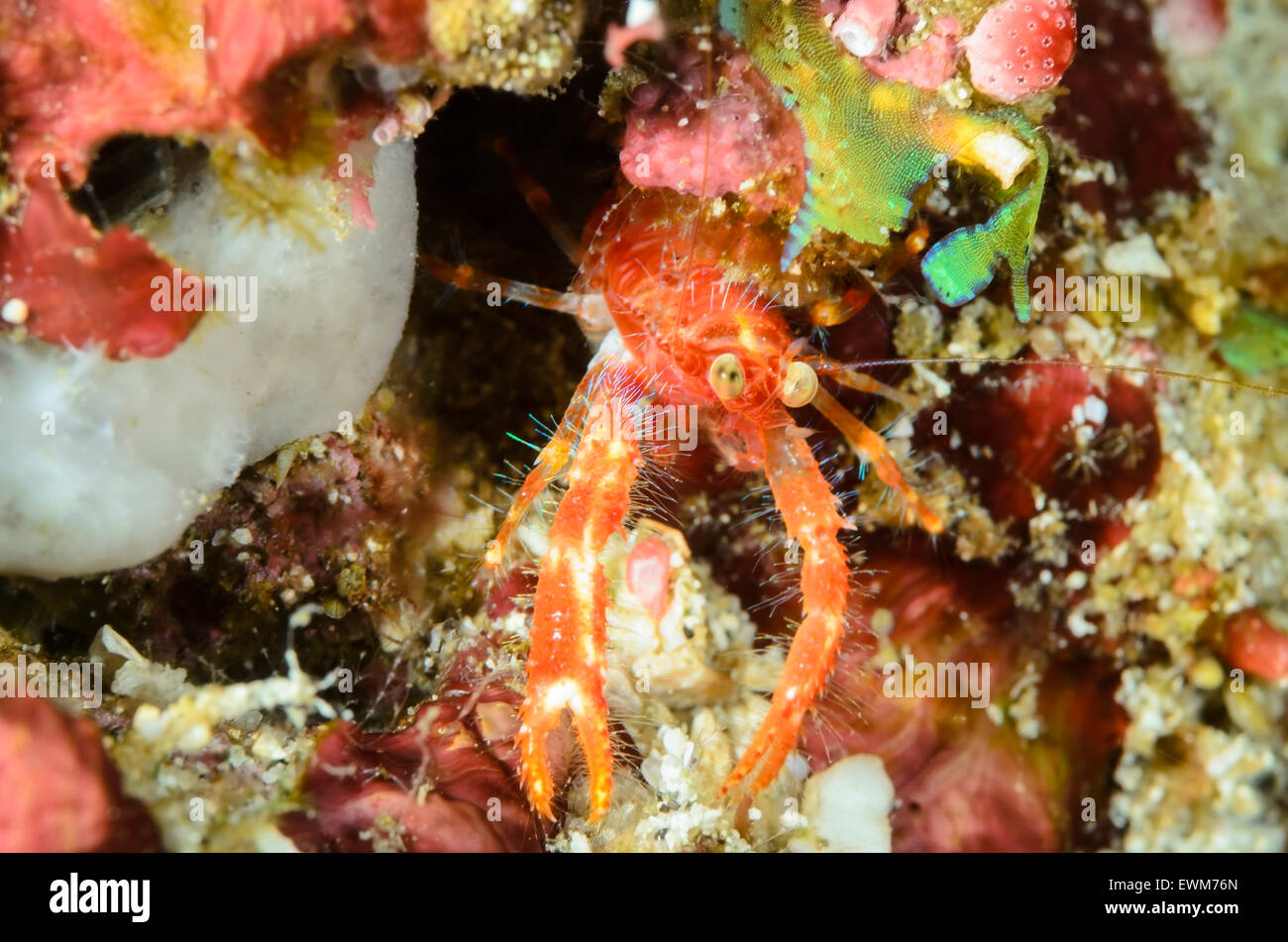Esegui uno squat lobster, Munida olivarae, Anilao, Batangas, Filippine, Pacific Foto Stock