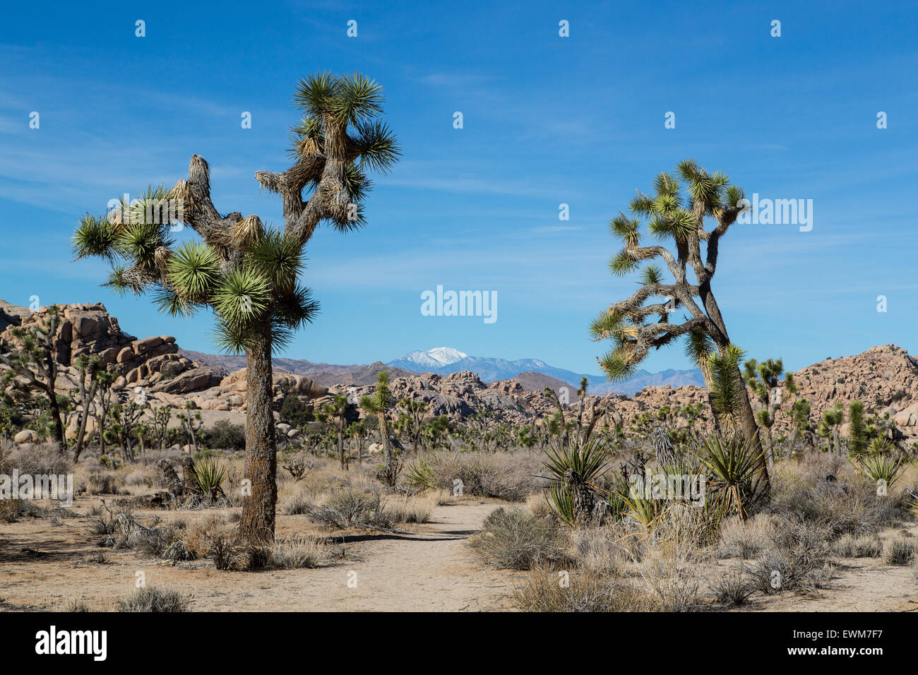 Una vista di una coperta di neve montagna da all'interno del Parco nazionale di Joshua Tree. Foto Stock