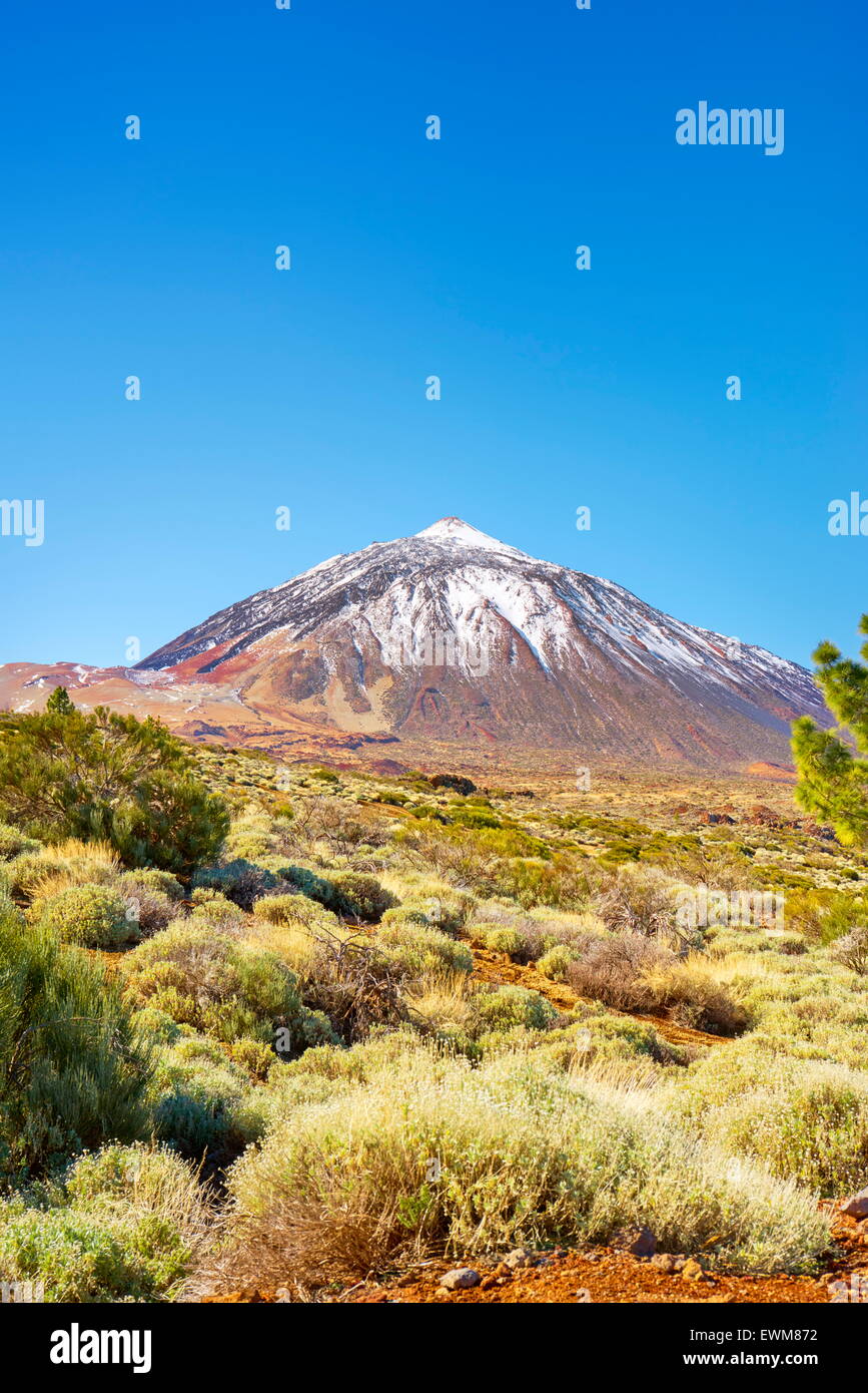 Parco Nazionale del Teide, Isole Canarie, Tenerife, Spagna Foto Stock