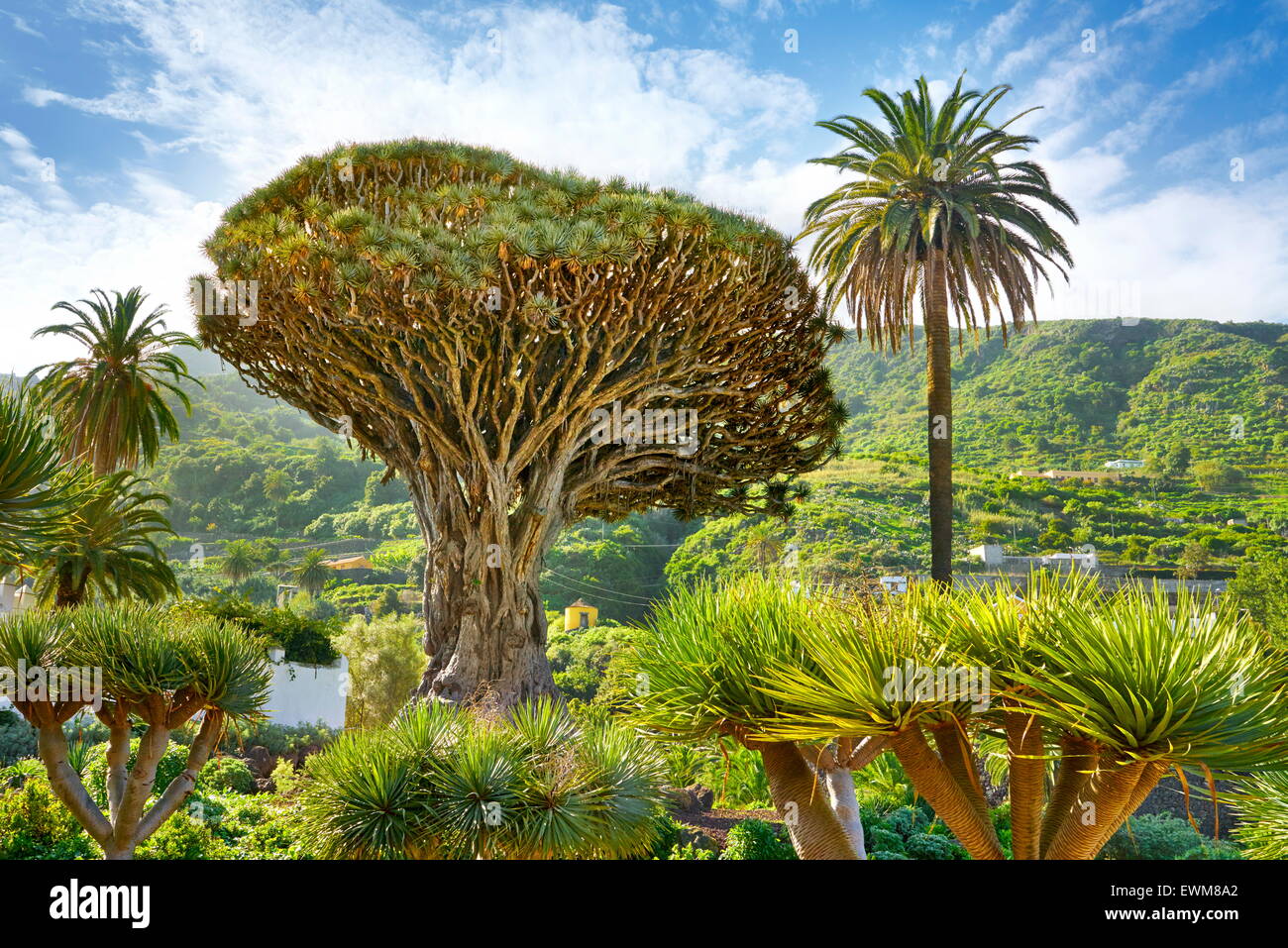 Dragon Tree, Dracaena draco, La Orotava, Tenerife, Isole Canarie, Spagna Foto Stock