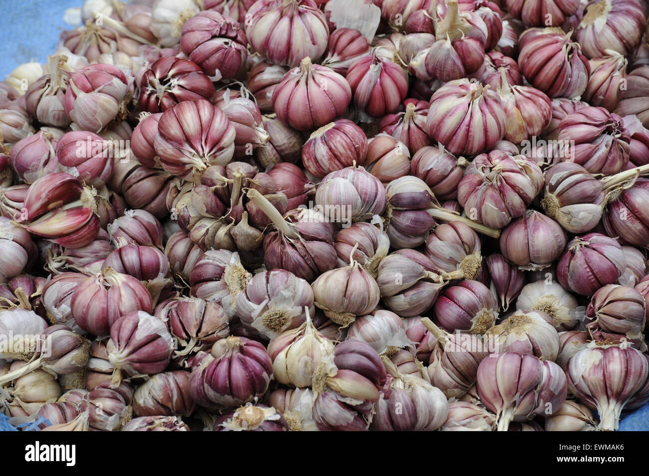 Aglio, rosso garlics aglio intero mercato, rosso, bianco, piccante farmers market Foto Stock