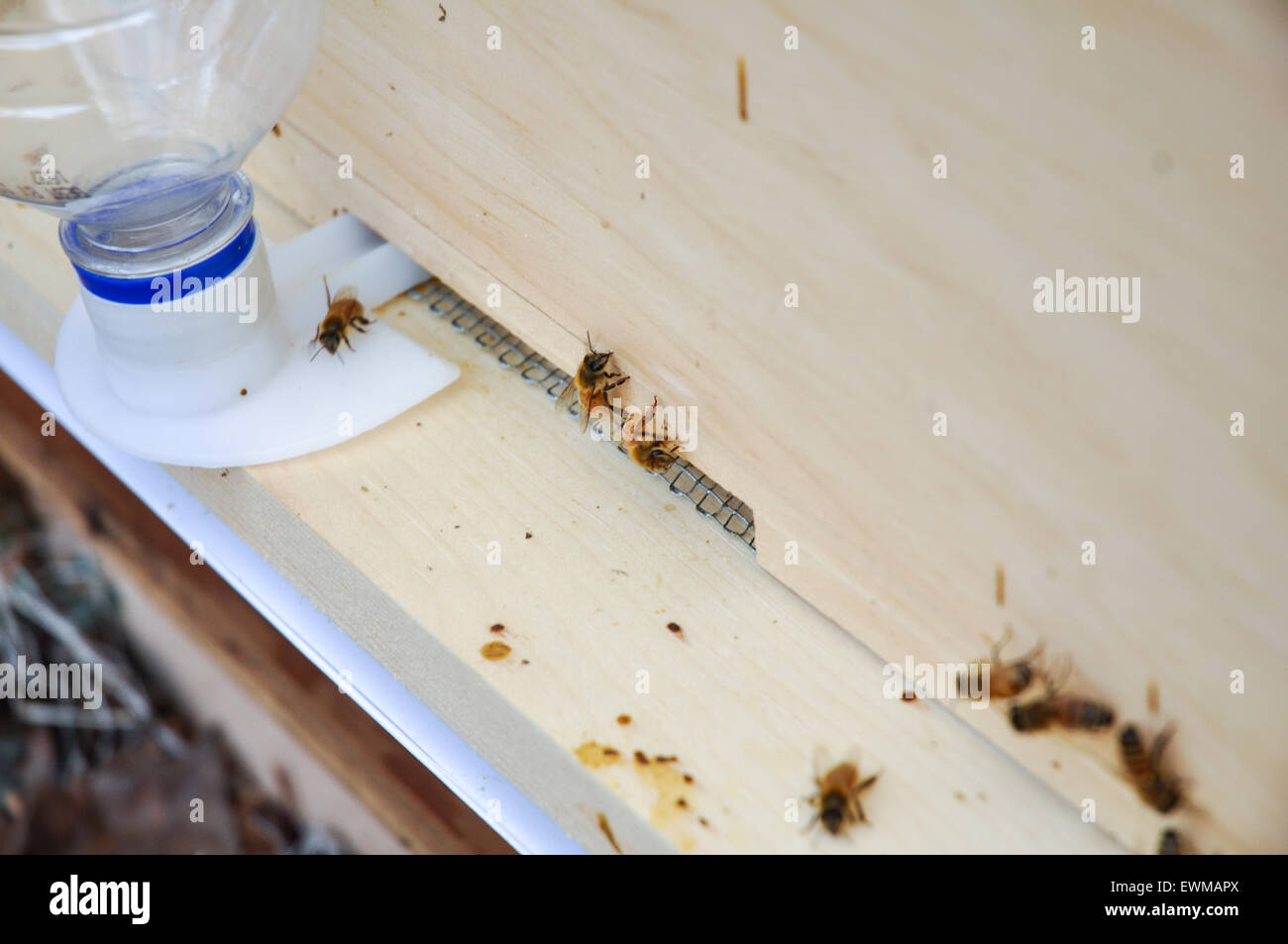Le api in alveare con alimentatore di ingresso Foto Stock