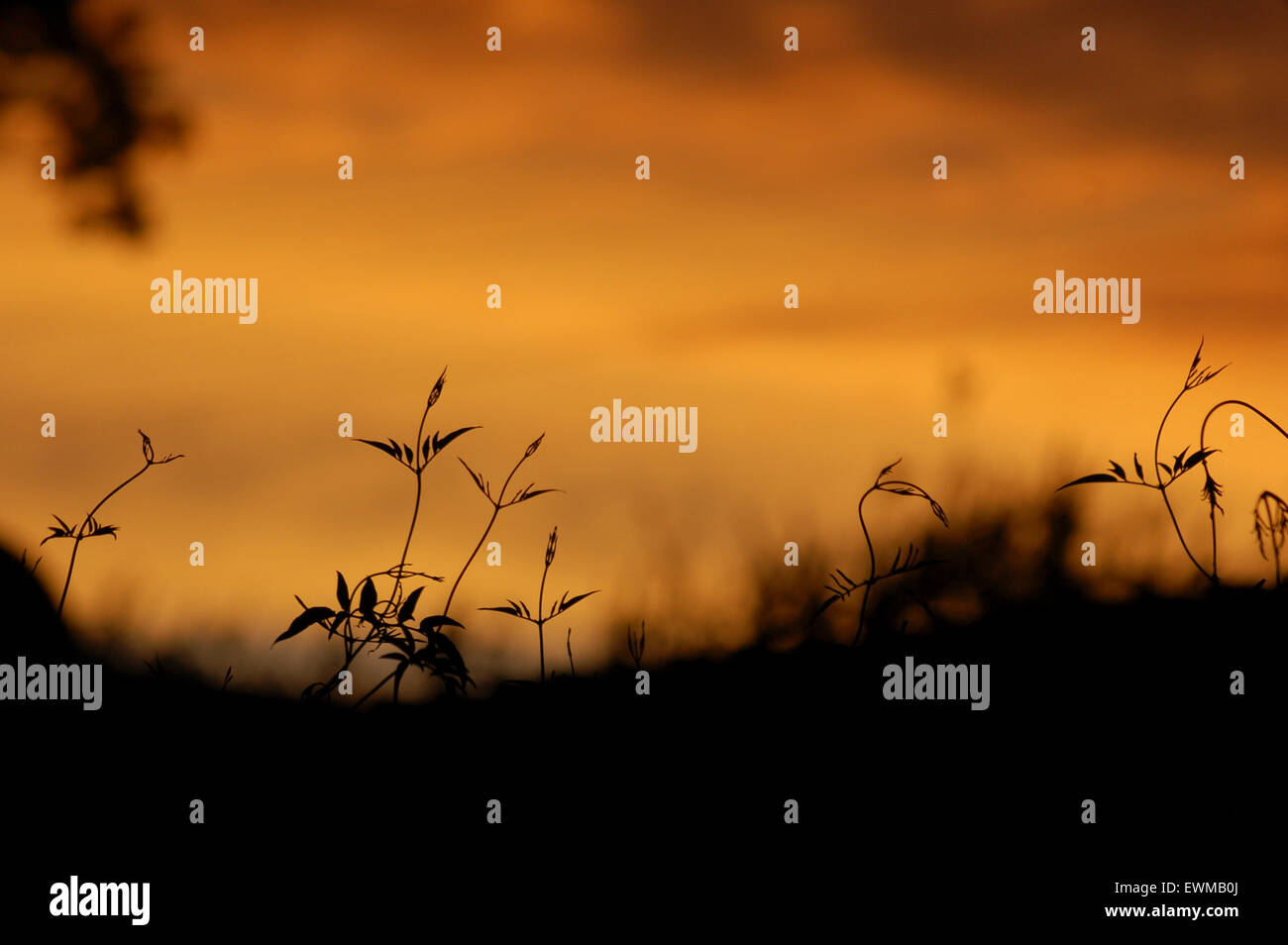 Burbank, in California, Stati Uniti d'America. Il 28 giugno, 2015. Sunset over Burbank CA USA Credito: Chester marrone/Alamy Live News Foto Stock
