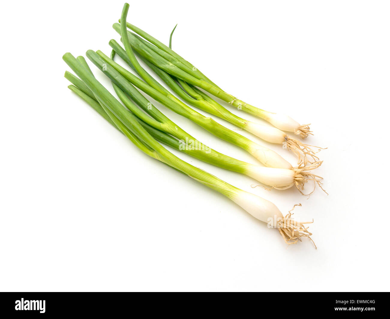 Un gruppo di cinque insalata cipolline su bianco Foto Stock